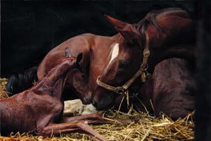 mae and newborn foal in stable
